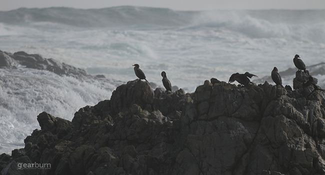 Sigma Birds on a Rock