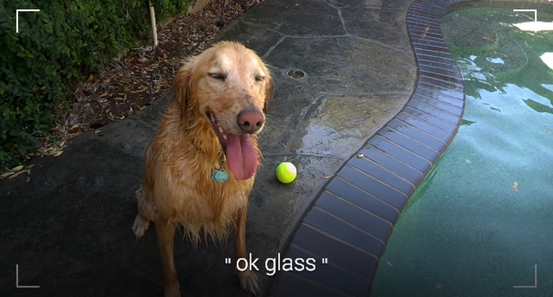 Okay Glass Dog