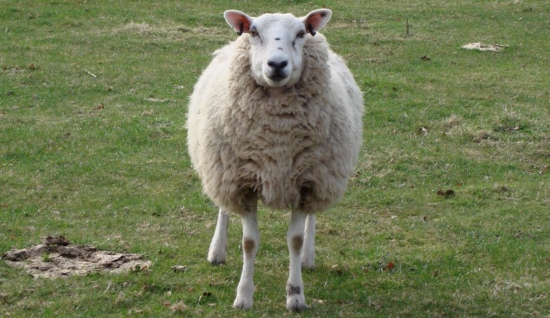 Sheep Hello