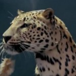 Jaguar Ad